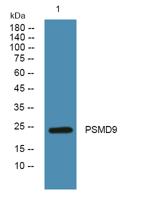 PSMD9 Polyclonal Antibody