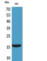 PSP Polyclonal Antibody