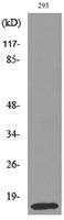 PSP Polyclonal Antibody