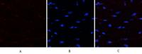 PTEN Polyclonal Antibody