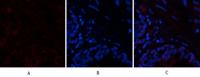 PTEN Polyclonal Antibody