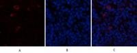 PTEN Polyclonal Antibody