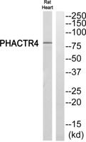 PHACTR4 Polyclonal Antibody