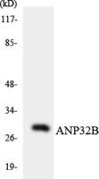 PHAPI2 Polyclonal Antibody