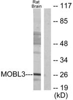 Phocein Polyclonal Antibody