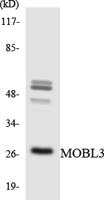 Phocein Polyclonal Antibody