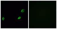 Photomedin-1 Polyclonal Antibody