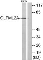 Photomedin-1 Polyclonal Antibody