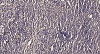 Photomedin-1 Polyclonal Antibody