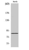 Photomedin-2 Polyclonal Antibody