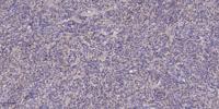 pHyde Polyclonal Antibody