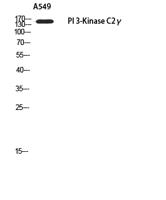 PI 3-Kinase C2γ Polyclonal Antibody