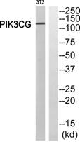 PI 3-Kinase p110γ Polyclonal Antibody