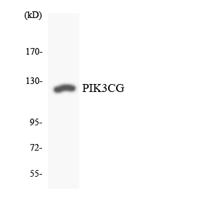 PI 3-Kinase p110γ Polyclonal Antibody