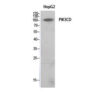 PI 3-Kinase p110δ Polyclonal Antibody