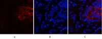 PI 3 kinase p85α/γ Polyclonal Antibody