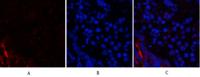 PI 3 kinase p85α/γ Polyclonal Antibody