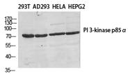 PI 3-kinase p85β Polyclonal Antibody