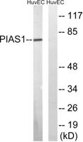 PIAS 1 Polyclonal Antibody