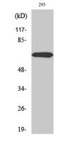 PIAS 3 Polyclonal Antibody