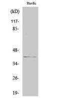 pICln Polyclonal Antibody