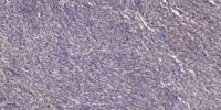 PIG3 Polyclonal Antibody