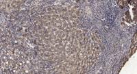 PIG-F Polyclonal Antibody