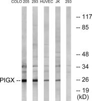 PIG-X Polyclonal Antibody