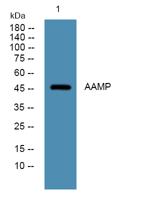 AAMP Polyclonal Antibody