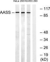 AASS Polyclonal Antibody