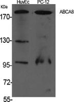 ABCA8 Polyclonal Antibody