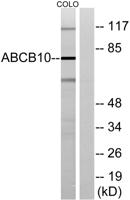 ABCB10 Polyclonal Antibody