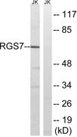 RGS7 Polyclonal Antibody