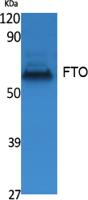 FTO Polyclonal Antibody