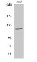 Fucokinase Polyclonal Antibody