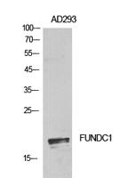 FUNDC1 Polyclonal Antibody