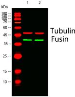 Fusin Polyclonal Antibody