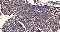 Pim-2 Polyclonal Antibody