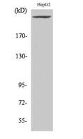 PIP5KIII Polyclonal Antibody