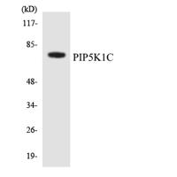 PIPK I γ Polyclonal Antibody