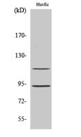 PITSLRE Polyclonal Antibody