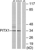 Pitx1 Polyclonal Antibody