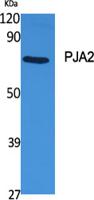 PJA2 Polyclonal Antibody