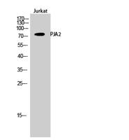 PJA2 Polyclonal Antibody