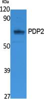 PDP2 Polyclonal Antibody