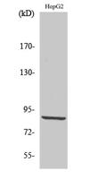 PDXDC1 Polyclonal Antibody