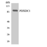 PDXDC1 Polyclonal Antibody