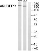 PDZ-RhoGEF Polyclonal Antibody