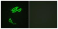 PEA-15 Polyclonal Antibody