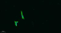 PEDF Polyclonal Antibody